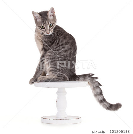 curious grey kitten on a white platter curious grey kitten on a white platter 101206138