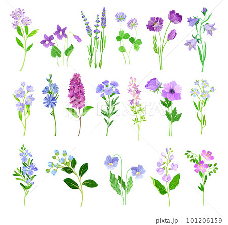 Blue and Purple Flowers on Green Stem as Meadow or Field Plant Big Vector Set 101206159