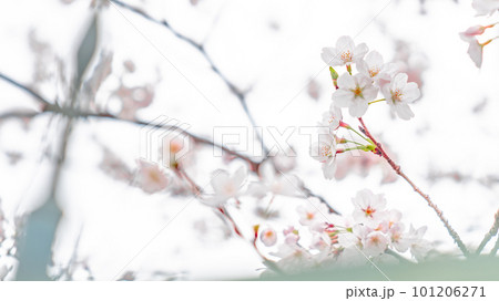 桜咲く 101206271