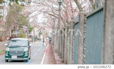 桜並木を 走る車 101206272