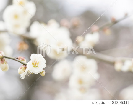 早春に咲く美しい白梅【花・植物】 101206331