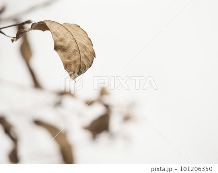 冬枯れの樹木【花・植物】 冬枯れの樹木【花・植物】 101206350