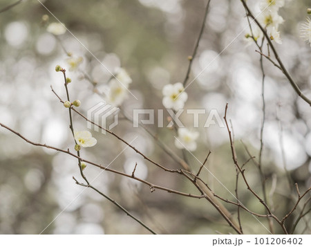 早春に咲く美しい白梅【花・植物】 101206402