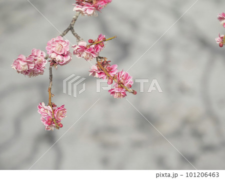早春に咲く美しい梅の花【花・植物】 早春に咲く美しい梅の花【花・植物】 101206463