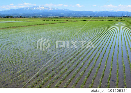 田植え2週間後の水田 田植え2週間後の水田 101206524