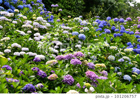 京都 華観音寺に咲くアジサイ 101206757