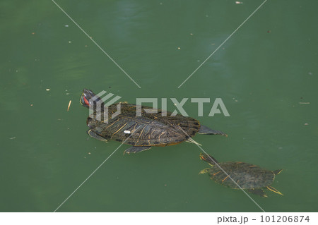 淀川のワンドを泳ぐアカミミガメ　要注意外来生物 101206874
