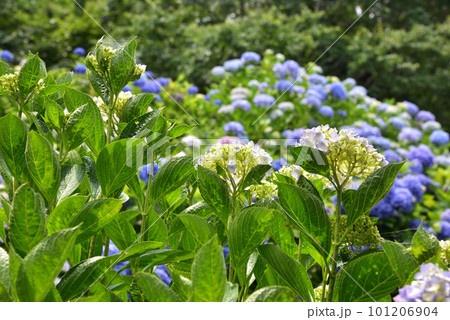 京都 華観音寺に咲くアジサイ 101206904
