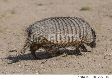 Armadillo digging his burrow,  Argentina. 101207010