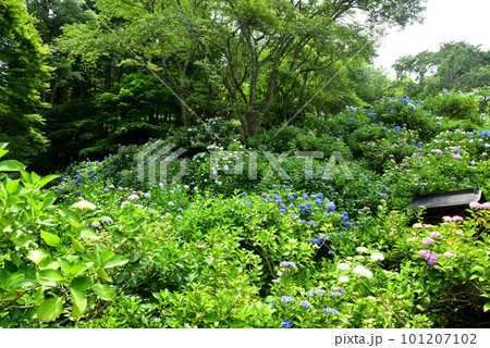京都 華観音寺に咲くアジサイ 京都 華観音寺に咲くアジサイ 101207102