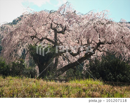 静岡県 栃沢の枝垂れ桜 3月 静岡県 栃沢の枝垂れ桜 3月 101207118