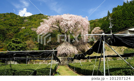 静岡県 栃沢の枝垂れ桜 3月 静岡県 栃沢の枝垂れ桜 3月 101207124