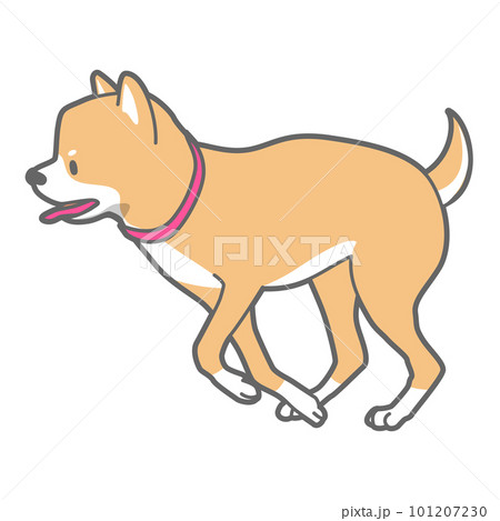 走る柴犬のベクターイラスト 101207230