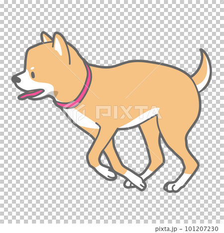 走る柴犬のベクターイラスト 101207230