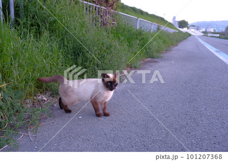 道端で辺りを気にするシャム猫 道端で辺りを気にするシャム猫 101207368