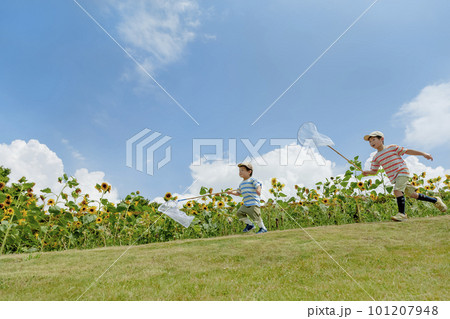 ひまわりの咲く公園で虫を追う兄弟 ひまわりの咲く公園で虫を追う兄弟 101207948