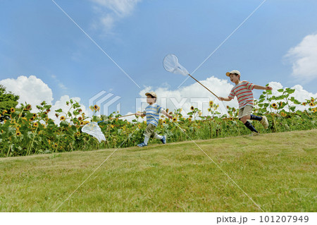 ひまわりの咲く公園で虫を追う兄弟 101207949