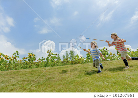 ひまわりの咲く公園で虫を追う兄弟 101207961