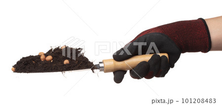 Soil dirt peanut bean mix fall from garden shovel hand. Peanut bean soil fertilizer abstract cloud fly. Soil mix peanut beans planting splash stop in air. white background isolated high speed freeze Soil dirt peanut bean mix fall from garden shovel hand. Peanut bean soil fertilizer abstract cloud fly. Soil mix peanut beans planting splash stop in air. white background isolated high speed freeze 101208483