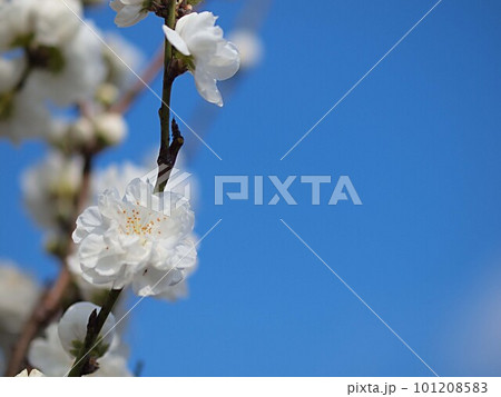 青空と白いハナモモの花 101208583