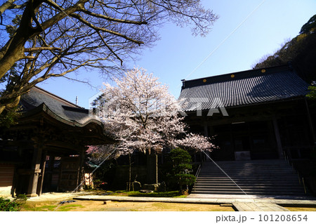 桜咲く浄土真宗本願寺吉崎別院 春 蓮如上人 桜咲く浄土真宗本願寺吉崎別院 春 蓮如上人 101208654