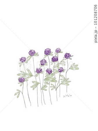 クローバーの花　赤い花　アカツメクサ 101208706