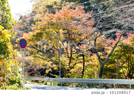 紅葉した木々と道路標識 101208917