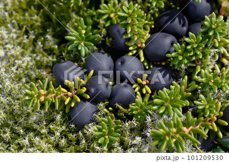 ガンコウランの実(北海道・知床) ガンコウランの実(北海道・知床) 101209530
