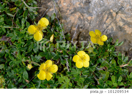 キンロバイ（北海道・アポイ岳） 101209534