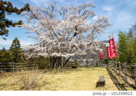 春の名胡桃城址本郭　群馬県みなかみ町 101209622