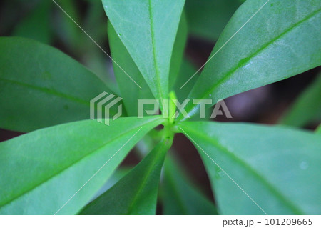 close view of top of ginseng leaf photo 101209665