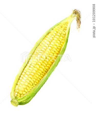 水彩で描いた皮をむいたトウモロコシ　アナログ手描き 101209908