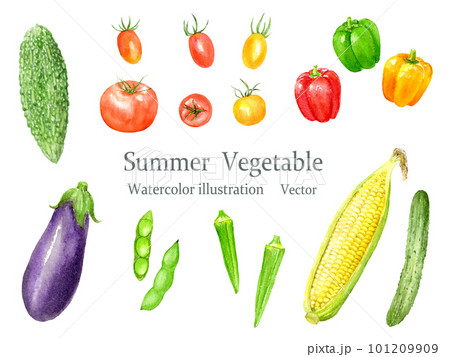 水彩で描いた夏野菜のベクターイラストセット 101209909