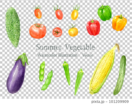 水彩で描いた夏野菜のベクターイラストセット 101209909