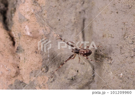 生き物 蜘蛛 ウズグモ、三月初めの幼体です。成長すると夏に渦巻き模様の入った巣を作ります 生き物 蜘蛛 ウズグモ、三月初めの幼体です。成長すると夏に渦巻き模様の入った巣を作ります 101209960