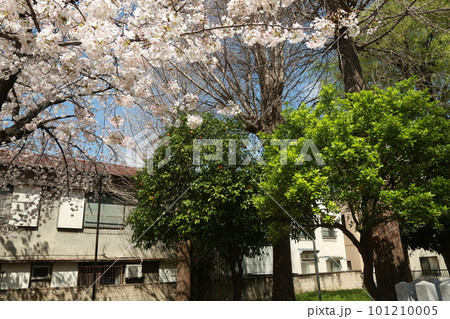 近所の桜を見て歩いた 101210005