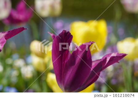 満開に咲いたチューリップとブルーボネットの花 101210074