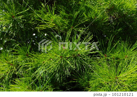 世界で一番長い三針葉の大王松（ダイオウショウ）3 101210121