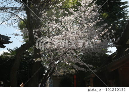 近所の桜を見て歩いた 近所の桜を見て歩いた 101210132