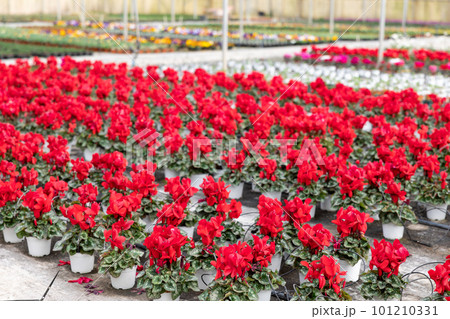 Houseplants with red flowers cyclamen growing in pots in greenhouse 101210331