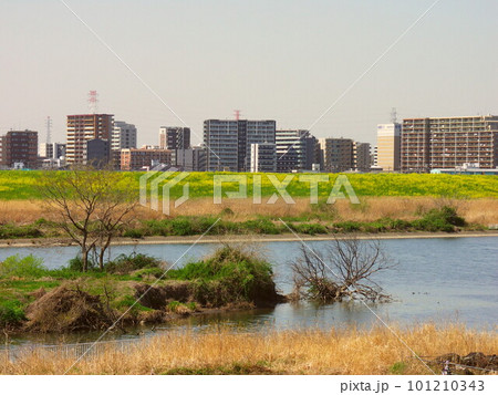 千葉県側土手からみる菜の花咲く江戸川と対岸のマンション群風景 千葉県側土手からみる菜の花咲く江戸川と対岸のマンション群風景 101210343