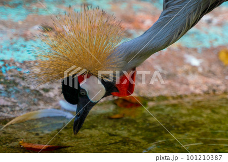 カラフルで美しいゴージャスな鳥 101210387