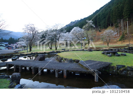 日本三大桜 根尾谷淡墨桜【淡墨公園】/ 岐阜県本巣市 日本三大桜 根尾谷淡墨桜【淡墨公園】/ 岐阜県本巣市 101210458