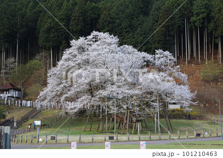 日本三大桜 根尾谷淡墨桜【淡墨公園】/ 岐阜県本巣市 日本三大桜 根尾谷淡墨桜【淡墨公園】/ 岐阜県本巣市 101210463