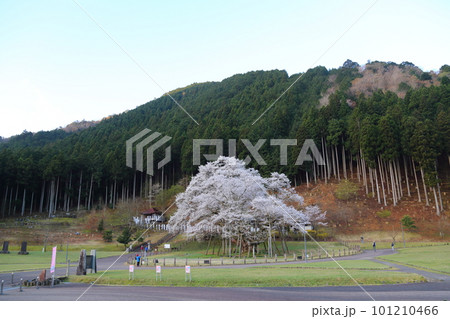 日本三大桜　根尾谷淡墨桜【淡墨公園】／ 岐阜県本巣市 101210466