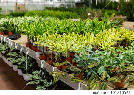 Potted variegated dracaena with striped leaves for sale in greenhouse Potted variegated dracaena with striped leaves for sale in greenhouse 101210521