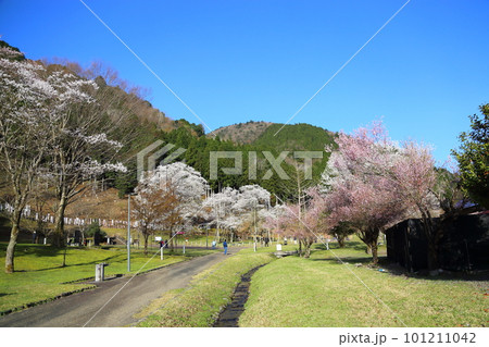 【淡墨公園】／ 岐阜県本巣市 101211042