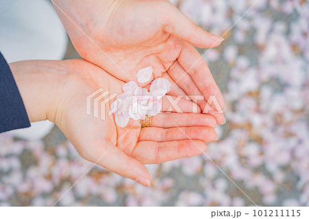 桜の花びら 101211115