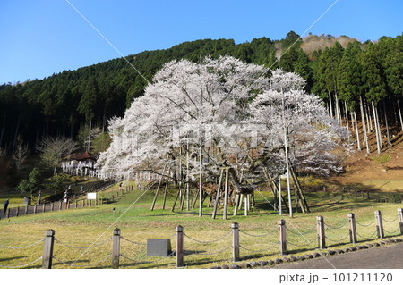 日本三大桜　根尾谷淡墨桜【淡墨公園】／ 岐阜県本巣市 101211120