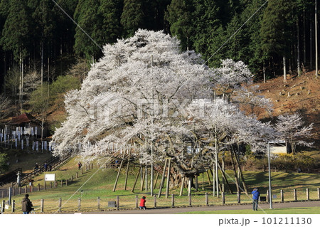 日本三大桜　根尾谷淡墨桜【淡墨公園】／ 岐阜県本巣市 101211130